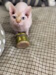 Говядина с индейкой для кошек, приготовленное (кусочки) photo review