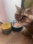Индейка с курицей для кошек, приготовленное (кусочки) photo review