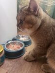 Индейка с курицей для кошек, приготовленное (кусочки) photo review