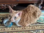 Индейка с курицей для кошек, приготовленное (кусочки) photo review