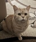 Индейка с курицей для кошек, приготовленное (кусочки) photo review