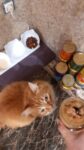 Индейка с курицей для кошек, приготовленное (кусочки) photo review